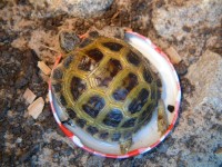 /album/tortellini/torti-jpg/