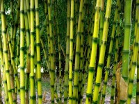 /album/plants/bamboo-jpg/