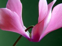 /album/plants/cyclamen-jpg/