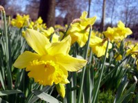 /album/plants/daffodils-jpg/