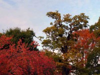 /album/parks-etc/trees-jpg/